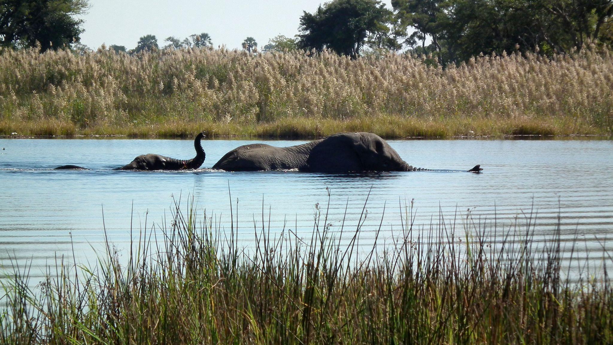 Elephant Crossing River in Botswana An image of elephants crossing the river in Botswana which was the photographer’s dream destination